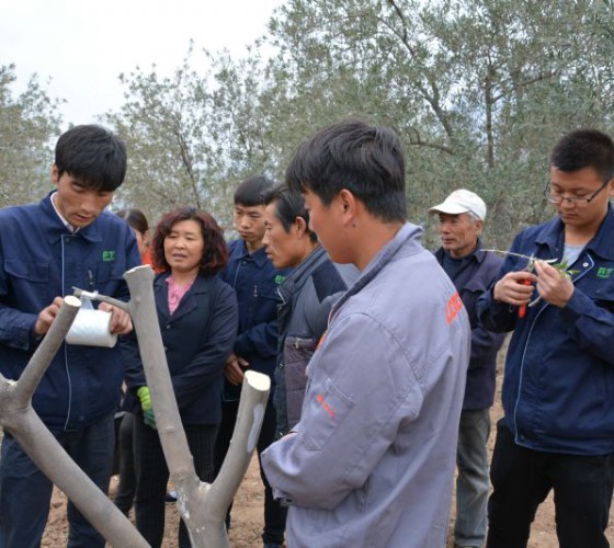 公司從產(chǎn)業(yè)鏈起始端著手，引進(jìn)良種優(yōu)苗，繁育基地苗圃，優(yōu)化樹(shù)種，以?xún)?yōu)質(zhì)的橄欖樹(shù)苗為生產(chǎn)特級(jí)初榨橄欖油提供基礎(chǔ)保障。在以自建萬(wàn)畝國(guó)家標(biāo)準(zhǔn)化油橄欖..