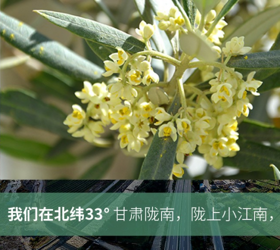 武都的氣候、土壤等與地中海沿岸極其相似，同處于世界頂級(jí)油橄欖黃金生產(chǎn)帶（32°58--33°36）年平均氣溫為14.7°，年日照時(shí)數(shù)1911..